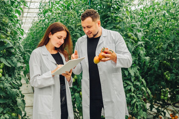 Researchers Evaluate Tomato Plant Health, Scientists Conduct Comprehensive Studies On Tomato Plants To Determine Quality And Overall Vitality In Controlled Environments