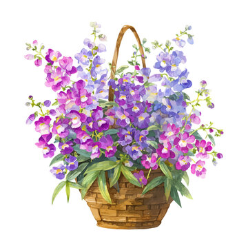 Watercolor vector illustration of Angelonia Basket, isolated on white background.