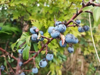 Close-up of fresh blueberries on a bush, ready for harvest