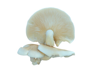 Edible mushroom (Pleurotus pulmonarius)