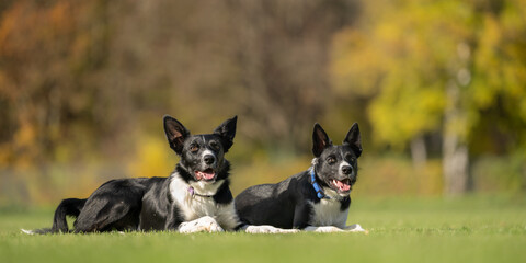 Two Border Collies lying on a green field, playfully alert and attentive, enjoying each other’s...