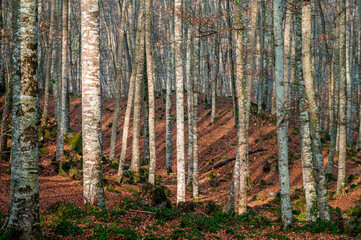 Obraz premium Sunlight in the beautiful forest (Fageda d'en Jorda, Spain, Catalonia)