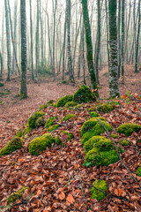 Fototapeta premium Forest with moss on the rocks (Fageda d'en Jorda, Spain, Catalonia)