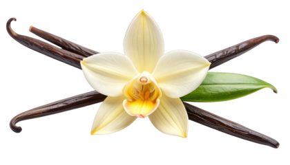 Close-up of vanilla flower, beans, and leaf on a transparent background