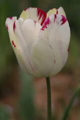 日本の春の庭に咲く白にピンク色の模様が入ったチューリップの花