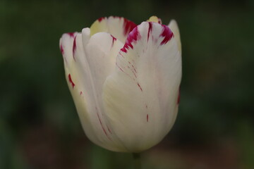 日本の春の庭に咲く白にピンク色の模様が入ったチューリップの花