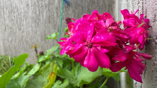 4K video of Green living plant with pink flower in a branch on blurred grey background