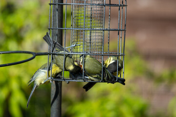 blue tit on the feeder © Jefferspics
