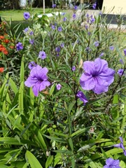 violet flowers in the garden