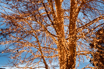 Large tree wrapped in thousands of warm Christmas lights against a blue evening sky. Festive outdoor decoration in a public park in Opatija, Croatia