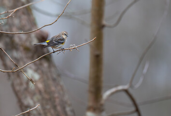 Yellow-rumped warbler perched on a twig on a foggy morning in Blythe's Ferry, Tennessee
