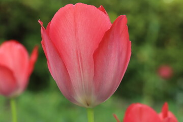 日本の春の庭に咲く赤いチューリップの花