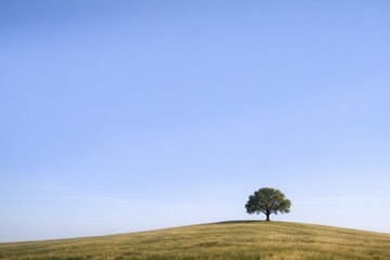 Lone Tree on a Rolling Grassy Hill Under a Clear Blue Sky