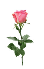 Pink rose with green leaves isolated on white