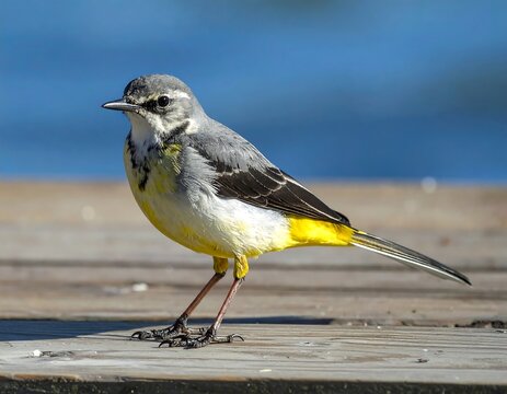 Elegant grey wagtail perched on a wooden surface in natural daylight