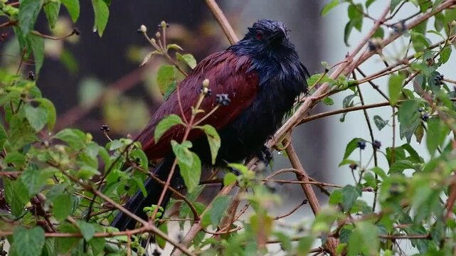 Greater coucal bird perched on tree branches during rainfall