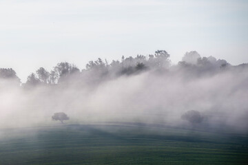 the hill and the trees in the mist