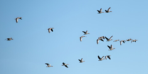 many wild geese in flight