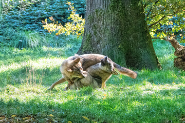 several young gray wolves playing