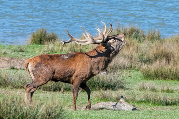 deer bellow during the rut