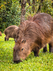 Capivara's eating ghrass, in the Park Tingui. Curitiba PR Brazil