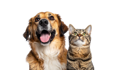 A brown dog with mouth open next to a tabby cat gazing upwards, on black background