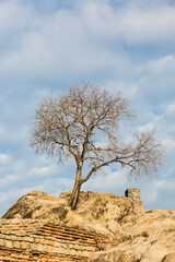 Trees on hill and cloudy sky