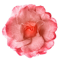 Rose flower   on   isolated background with clipping path  no shadows. Rose with drops of water on the petals. Closeup.  Nature.
