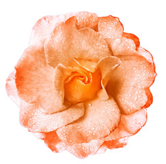 Rose flower   on   isolated background with clipping path  no shadows. Rose with drops of water on the petals. Closeup.  Nature.