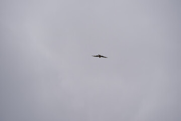 Red kite milvus milvus up in the air on a foggy winter day at Swiss village of Oberglatt. Photo taken December 24th, 2025, Zurich Oberglatt, Switzerland.
