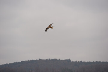 Red kite milvus milvus up in the air on a foggy winter day at Swiss village of Oberglatt. Photo taken December 24th, 2025, Zurich Oberglatt, Switzerland.