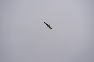 Red kite milvus milvus up in the air on a foggy winter day at Swiss village of Oberglatt. Photo taken December 24th, 2025, Zurich Oberglatt, Switzerland.