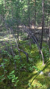 Vertical video of Walk through a mossy pine forest in summer season.