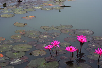 Pink water lilies floating in a calm pond