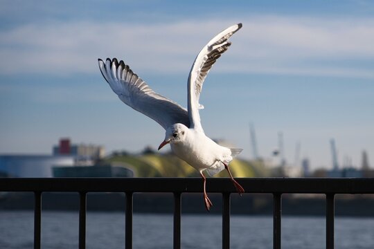 M&ouml;we (Larinae) in der Stadt vor einem unscharfen Hintergrund