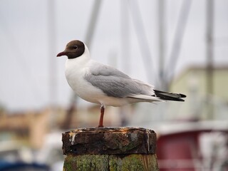 Lachmöwe (Chroicocephalus ridibundus) sitzt am Ufer © Karsten