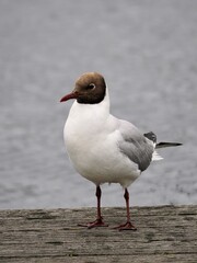 Fototapeta premium Lachmöwe (Chroicocephalus ridibundus) sitzt am Ufer
