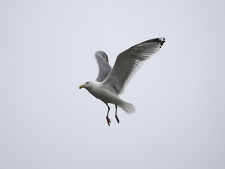 Obraz premium Möwe (Larinae) in der Stadt vor einem unscharfen Hintergrund