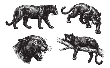 panther set engraving vector illustrations © trianatio