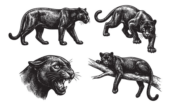 panther set engraving vector illustrations