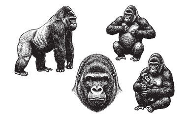 gorilla set engraving vector illustrations © trianatio
