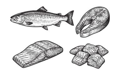 salmon meat set engraving vector illustrations © trianatio