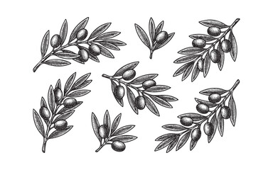 olive branch leaves, fruits, stems © trianatio