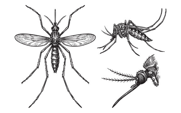 Mosquito Insect Engraving Set