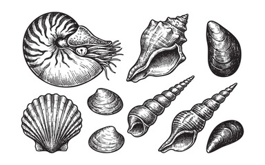 Seashells Vintage Engraving of Ocean Shells Set © trianatio