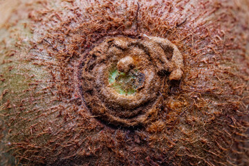 Detailed texture of raw kiwi fruit peel surface. Hairy brown skin of a fresh tropical ingredient. Concept of biology and agricultural harvest. Photo