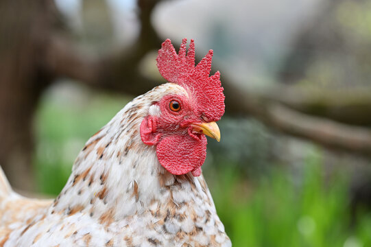 チャボの顔のアップ