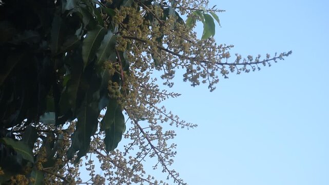 mango flower bloom at treetop and waiting rain for growth to be fruit on garden in summer with sky background