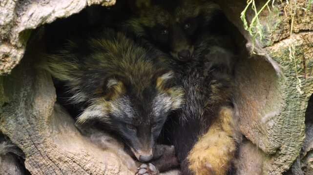 Close up head of a Mangut, or raccoon dog,  resting in a hollow log ona sunny day