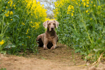 Portrait of a handsome grey-blue Weimaraner lying on a sandy path in a rapeseed field